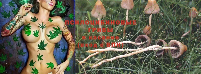 купить наркотик  Ершов  Псилоцибиновые грибы Magic Shrooms 