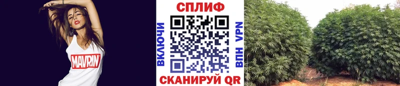 Бошки марихуана THC 21%  купить  цена  Ершов 